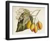 Tropical Foliage & Fruit IV-Curtis-Framed Art Print