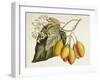 Tropical Foliage & Fruit IV-Curtis-Framed Art Print