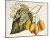 Tropical Foliage & Fruit IV-Curtis-Mounted Art Print