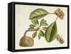 Tropical Foliage & Fruit V-Curtis-Framed Stretched Canvas