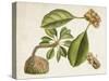 Tropical Foliage & Fruit V-Curtis-Stretched Canvas