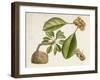 Tropical Foliage & Fruit V-Curtis-Framed Art Print