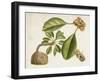 Tropical Foliage & Fruit V-Curtis-Framed Art Print