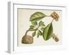 Tropical Foliage & Fruit V-Curtis-Framed Art Print