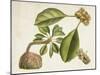 Tropical Foliage & Fruit V-Curtis-Mounted Art Print