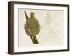 Tropical Foliage & Fruit VI-Curtis-Framed Art Print