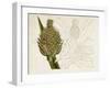 Tropical Foliage & Fruit VI-Curtis-Framed Art Print