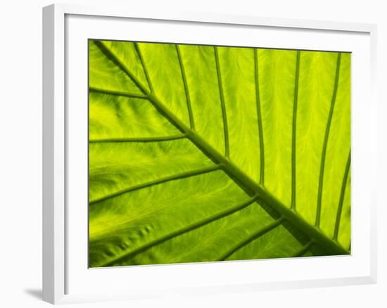 Tropical Foliage in Alexandria and the Amphitheater, Egypt-Darrell Gulin-Framed Photographic Print