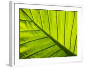 Tropical Foliage in Alexandria and the Amphitheater, Egypt-Darrell Gulin-Framed Photographic Print