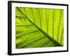 Tropical Foliage in Alexandria and the Amphitheater, Egypt-Darrell Gulin-Framed Photographic Print