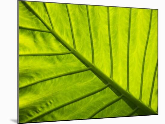 Tropical Foliage in Alexandria and the Amphitheater, Egypt-Darrell Gulin-Mounted Photographic Print