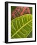 Tropical Foliage, Kauai, Hawaii, USA-Savanah Stewart-Framed Photographic Print