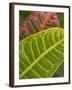 Tropical Foliage, Kauai, Hawaii, USA-Savanah Stewart-Framed Photographic Print