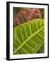 Tropical Foliage, Kauai, Hawaii, USA-Savanah Stewart-Framed Photographic Print