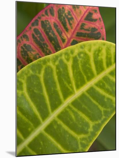 Tropical Foliage, Kauai, Hawaii, USA-Savanah Stewart-Mounted Photographic Print