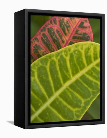 Tropical Foliage, Kauai, Hawaii, USA-Savanah Stewart-Framed Stretched Canvas