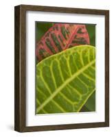 Tropical Foliage, Kauai, Hawaii, USA-Savanah Stewart-Framed Photographic Print