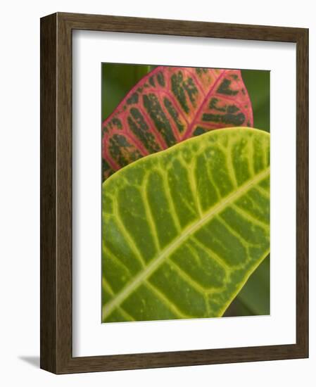 Tropical Foliage, Kauai, Hawaii, USA-Savanah Stewart-Framed Photographic Print