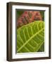 Tropical Foliage, Kauai, Hawaii, USA-Savanah Stewart-Framed Photographic Print