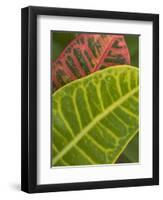 Tropical Foliage, Kauai, Hawaii, USA-Savanah Stewart-Framed Photographic Print