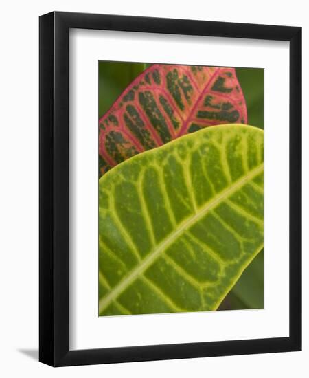 Tropical Foliage, Kauai, Hawaii, USA-Savanah Stewart-Framed Photographic Print