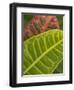 Tropical Foliage, Kauai, Hawaii, USA-Savanah Stewart-Framed Photographic Print