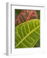 Tropical Foliage, Kauai, Hawaii, USA-Savanah Stewart-Framed Photographic Print