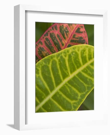 Tropical Foliage, Kauai, Hawaii, USA-Savanah Stewart-Framed Photographic Print