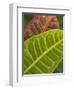 Tropical Foliage, Kauai, Hawaii, USA-Savanah Stewart-Framed Photographic Print