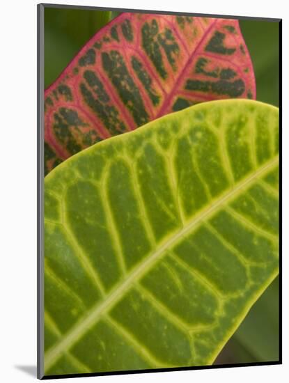 Tropical Foliage, Kauai, Hawaii, USA-Savanah Stewart-Mounted Photographic Print