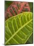 Tropical Foliage, Kauai, Hawaii, USA-Savanah Stewart-Mounted Photographic Print