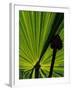 Tropical Foliage of Everglades National Park, Florida, USA-Jerry Ginsberg-Framed Photographic Print