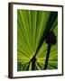 Tropical Foliage of Everglades National Park, Florida, USA-Jerry Ginsberg-Framed Photographic Print