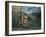 Tropical Forest: Battling Tiger and Buffalo, 1908-Henri Rousseau-Framed Giclee Print