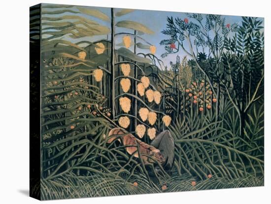 Tropical Forest: Battling Tiger and Buffalo, 1908-Henri Rousseau-Stretched Canvas