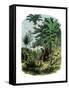 Tropical Forest of the "Spanish Main" of Central America or the Caribbean-null-Framed Stretched Canvas