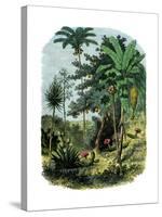 Tropical Forest of the "Spanish Main" of Central America or the Caribbean-null-Stretched Canvas
