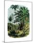 Tropical Forest of the "Spanish Main" of Central America or the Caribbean-null-Mounted Giclee Print