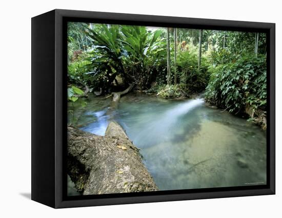 Tropical Forest, Shaw Park, Ocho Rios, Jamaica, West Indies, Central America-Sergio Pitamitz-Framed Stretched Canvas