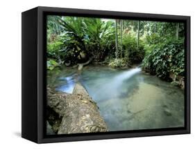 Tropical Forest, Shaw Park, Ocho Rios, Jamaica, West Indies, Central America-Sergio Pitamitz-Framed Stretched Canvas
