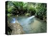 Tropical Forest, Shaw Park, Ocho Rios, Jamaica, West Indies, Central America-Sergio Pitamitz-Stretched Canvas