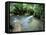 Tropical Forest, Shaw Park, Ocho Rios, Jamaica, West Indies, Central America-Sergio Pitamitz-Framed Stretched Canvas