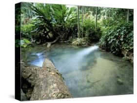 Tropical Forest, Shaw Park, Ocho Rios, Jamaica, West Indies, Central America-Sergio Pitamitz-Stretched Canvas
