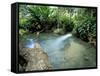 Tropical Forest, Shaw Park, Ocho Rios, Jamaica, West Indies, Central America-Sergio Pitamitz-Framed Stretched Canvas