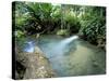 Tropical Forest, Shaw Park, Ocho Rios, Jamaica, West Indies, Central America-Sergio Pitamitz-Stretched Canvas