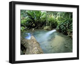 Tropical Forest, Shaw Park, Ocho Rios, Jamaica, West Indies, Central America-Sergio Pitamitz-Framed Premium Photographic Print