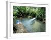 Tropical Forest, Shaw Park, Ocho Rios, Jamaica, West Indies, Central America-Sergio Pitamitz-Framed Premium Photographic Print