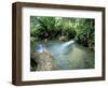 Tropical Forest, Shaw Park, Ocho Rios, Jamaica, West Indies, Central America-Sergio Pitamitz-Framed Photographic Print