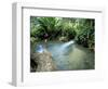 Tropical Forest, Shaw Park, Ocho Rios, Jamaica, West Indies, Central America-Sergio Pitamitz-Framed Photographic Print