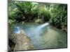 Tropical Forest, Shaw Park, Ocho Rios, Jamaica, West Indies, Central America-Sergio Pitamitz-Mounted Photographic Print